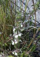 Image of simplebeak ironwort