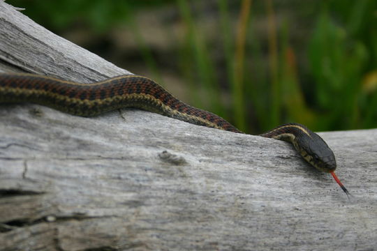 Sivun Thamnophis elegans (Baird & Girard 1853) kuva