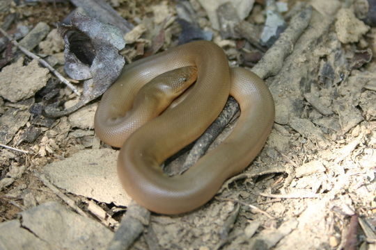 Image of Northern Rubber Boa