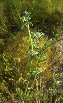 Torilis nodosa (L.) Gaertner resmi