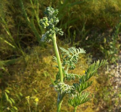 Imagem de Torilis nodosa (L.) Gaertner