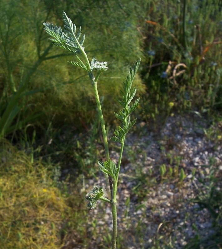 Image of knotted hedgeparsley