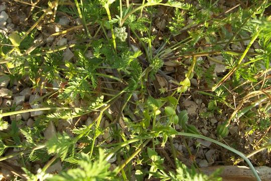 Image of knotted hedgeparsley