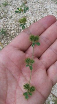 Image of bur medick