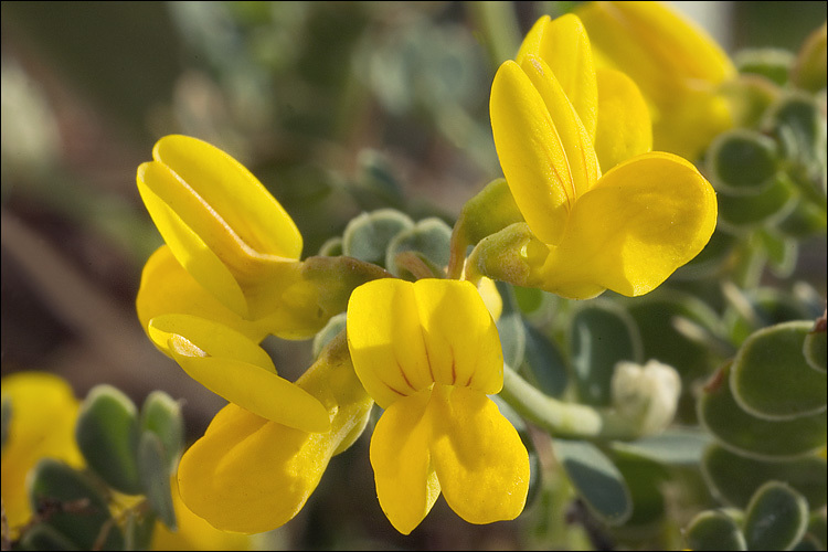 Слика од Coronilla vaginalis Lam.