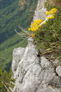 Слика од Coronilla vaginalis Lam.