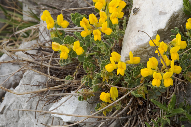 Слика од Coronilla vaginalis Lam.