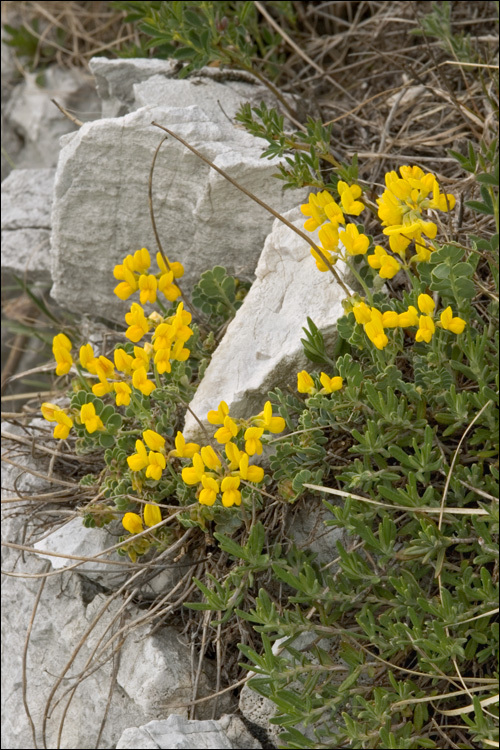 Слика од Coronilla vaginalis Lam.