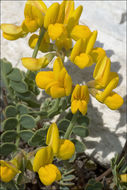 Слика од Coronilla vaginalis Lam.