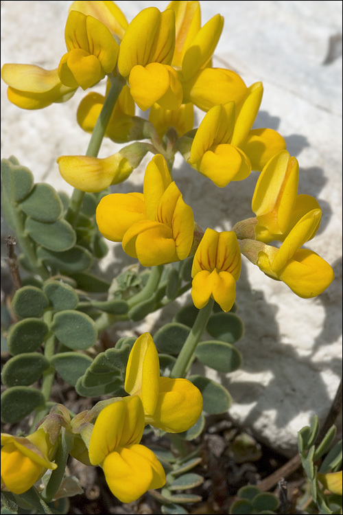 Слика од Coronilla vaginalis Lam.