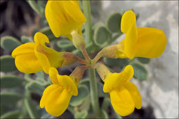 Слика од Coronilla vaginalis Lam.