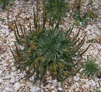 Image of buckhorn plantain