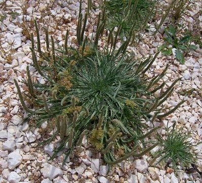 Image of buckhorn plantain