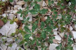 Plancia ëd Trifolium scabrum L.