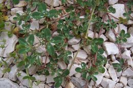 Image of Rough Clover