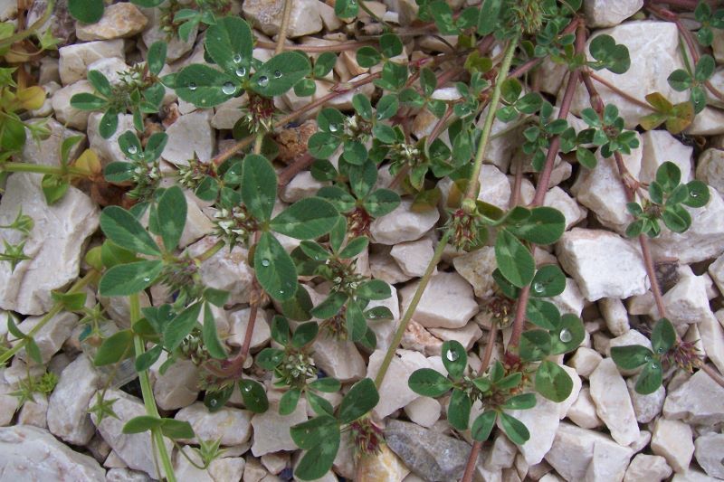 Слика од Trifolium scabrum L.