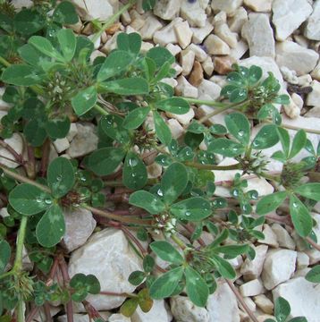 Plancia ëd Trifolium scabrum L.