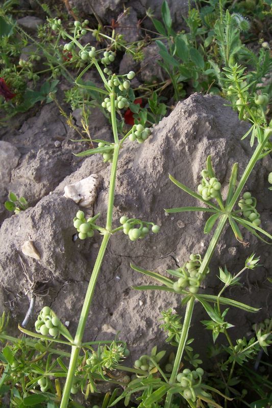 Image of rough corn bedstraw, corn cleavers