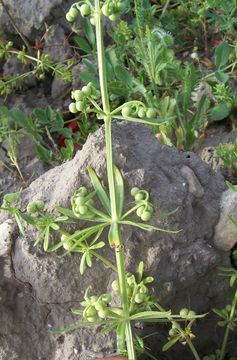 Image of rough corn bedstraw, corn cleavers