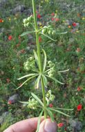 Image of rough corn bedstraw, corn cleavers