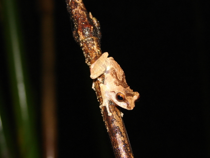 Image of Anil's Bush Frog