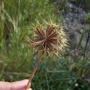 Image of Hyoseris radiata L.