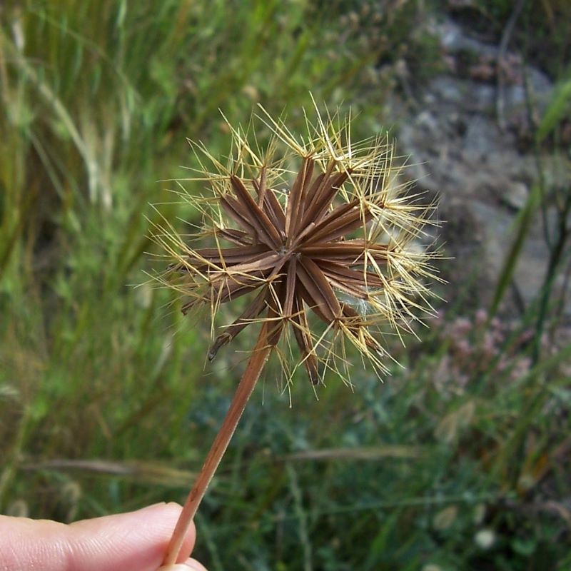 Plancia ëd Hyoseris radiata L.