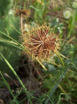 Hyoseris radiata L.的圖片