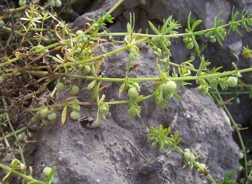 Plancia ëd Galium verrucosum Huds.