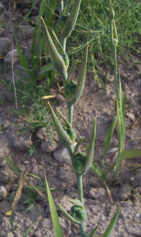 Imagem de Gladiolus italicus Mill.