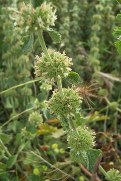 Image of horehound