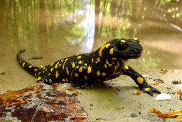 Image de salamandre tachetée