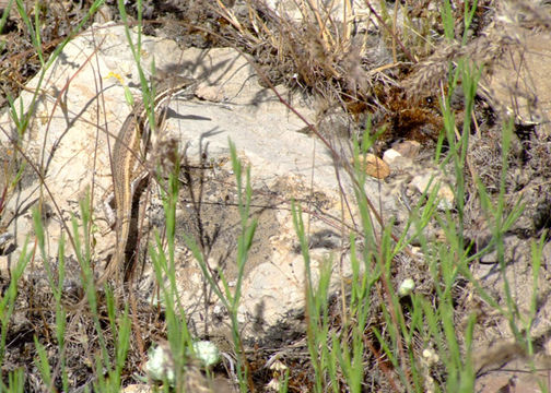 Image of Snake-eyed lizard