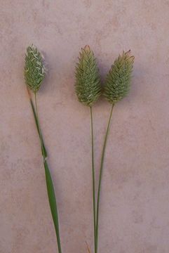 Image of annual canarygrass