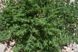 Image of <i>Herniaria hirsuta</i> ssp. <i>cinerea</i>