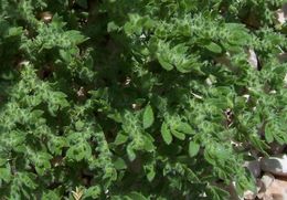 Слика од <i>Herniaria hirsuta</i> ssp. <i>cinerea</i>