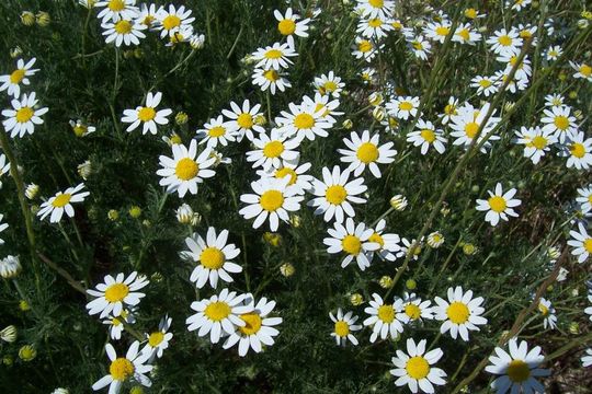 Anthemis arvensis L. resmi