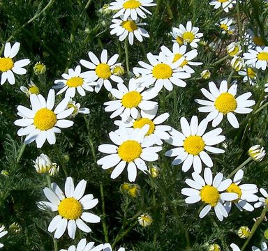 Image of corn chamomile