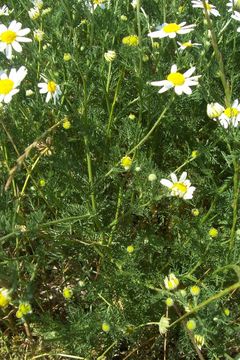 Anthemis arvensis L. resmi