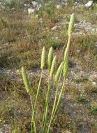 Image of hood canarygrass