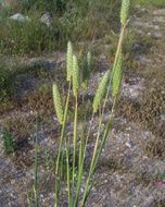 Image of hood canarygrass