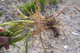 Image of hood canarygrass