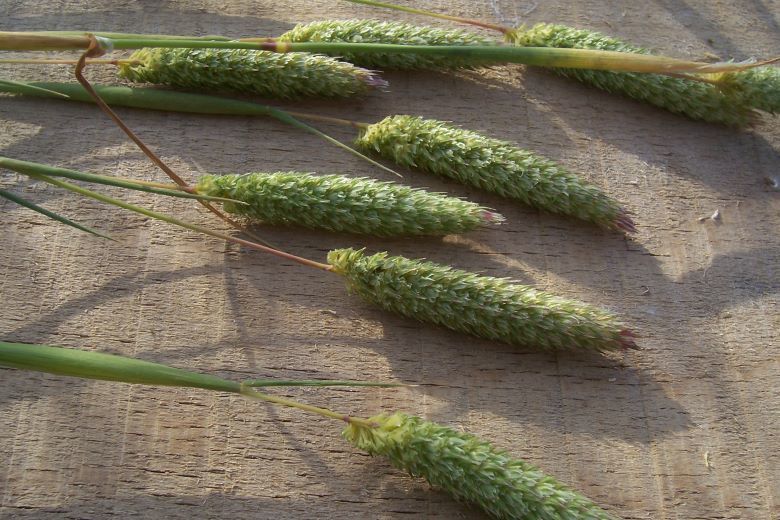 Image of hood canarygrass