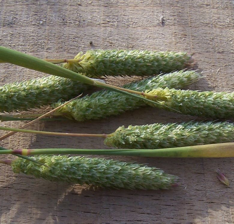 Image of hood canarygrass