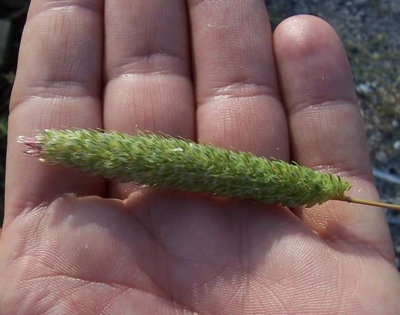 Image of hood canarygrass