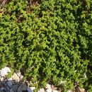 Image of rupturewort