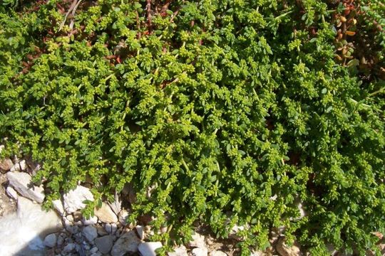 Image of smooth rupturewort