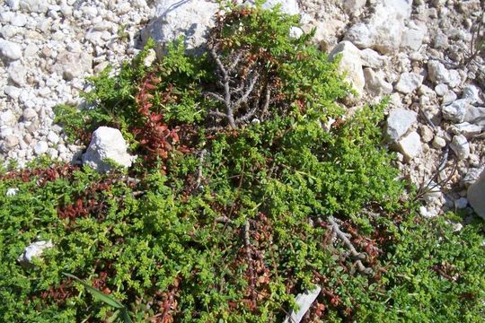 Image of smooth rupturewort