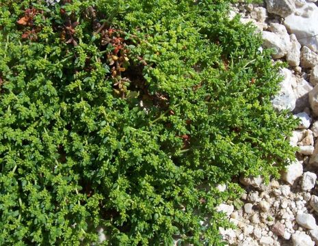 Image of smooth rupturewort