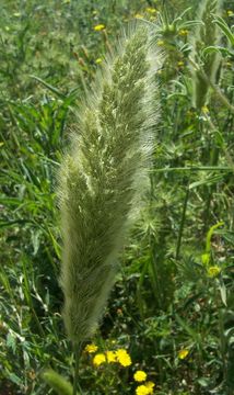 Image de Polypogon de Montpellier